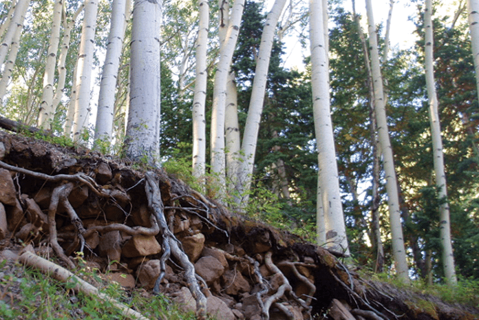 Aspen Roots