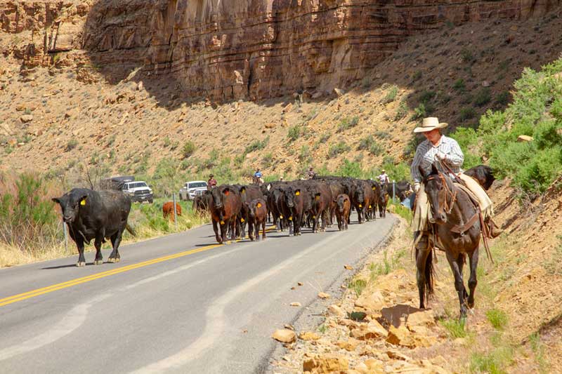 A Lot to be Learned from Cattle Baron who Overcame Every Obstacle