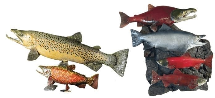 Left: Yellow 30’’ Brown Trout reproduction of a fish caught in Provo River and a Red Male Spawning Brook Trout. Right: Kokanee Salmon Wall Display