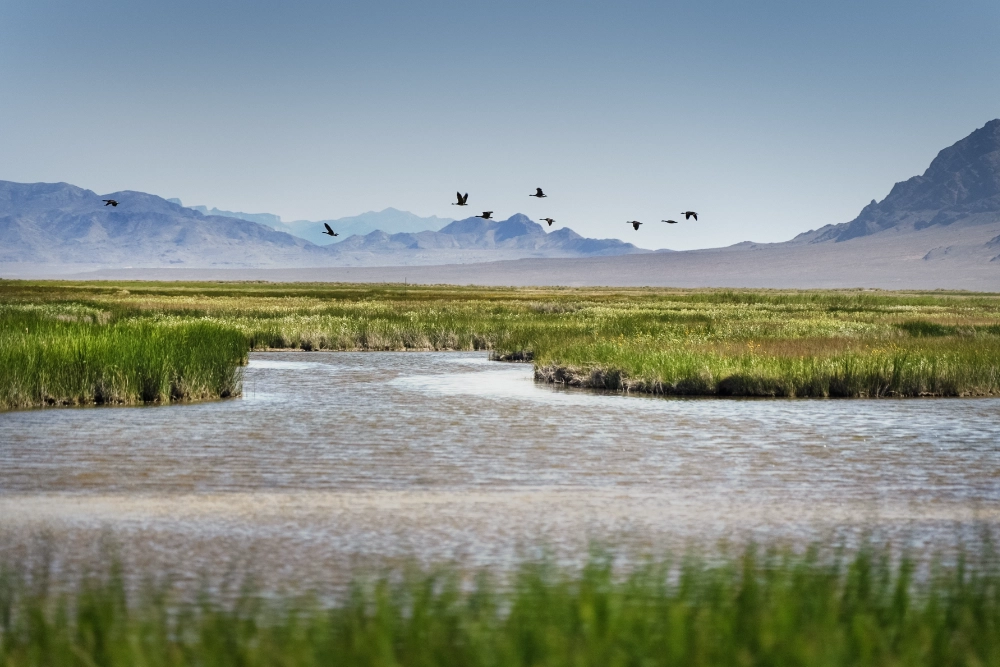 Fish Springs provides vital habitat for migrating wetland birds. Many of the birds remain to nest and raise their young. Spend a day bird watching and enjoying nature at its best.