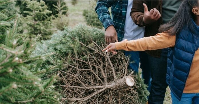 How to Cut Down Your Own Christmas Tree in Manti-La Sal National Forest.