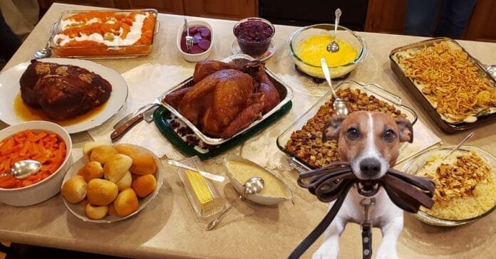 Preparing Your Dog for a Celebration Holiday Tips from a Professional Dog Trainer