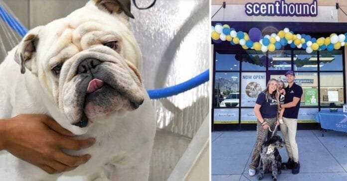 Spanish Fork Scenthound Aims to Bridge the Gap Between Traditional Grooming and Vet Care