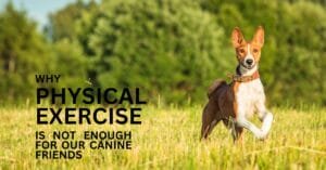 Why physical exercise is not enough for our canine friends