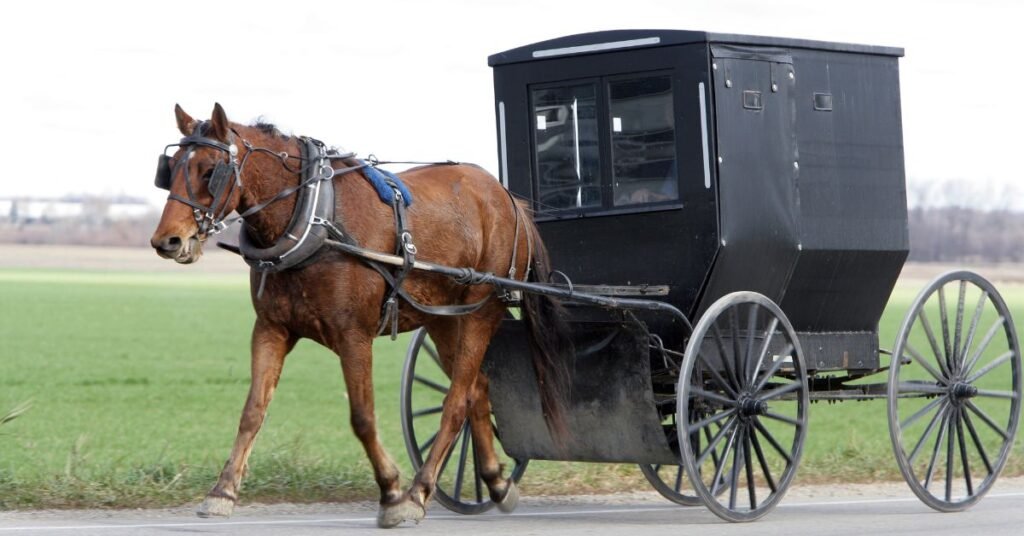 shellie peterson what the amish taught me about slowing down
